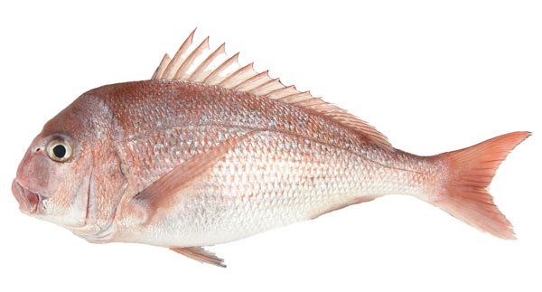 Pink Snapper