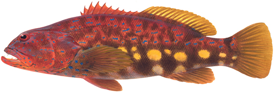 Harlequin Fish