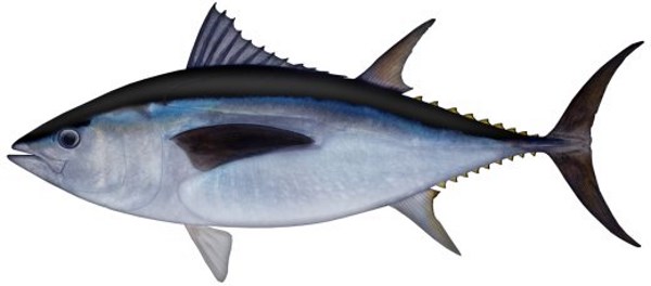Tuna (Southern)