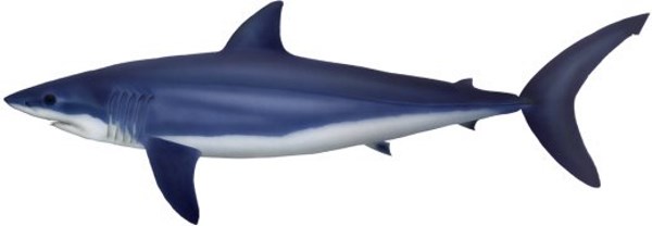 Shark (Mako)