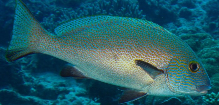 Sweetlips (Golden Spotted)