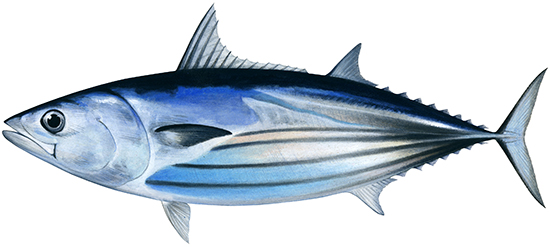 Tuna (Skipjack)