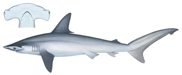 Shark (Hammerhead)