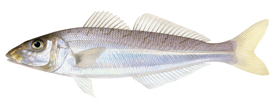 Sand Whiting