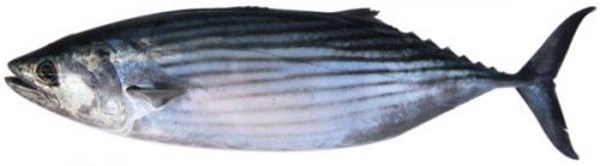 Tuna (Bonito)