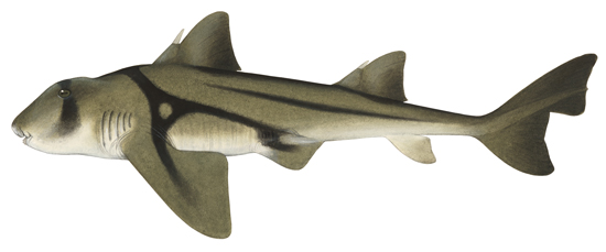 Shark (Port Jackson)