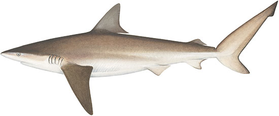 Shark (Bronze Whaler)